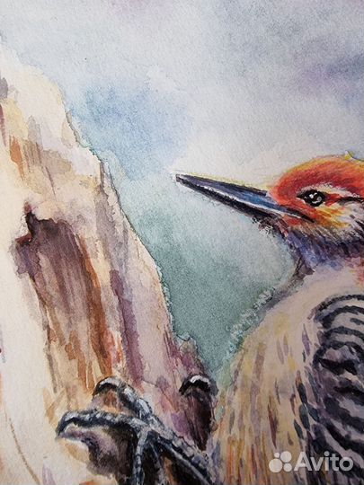 Картина с попугаем, картина с дятлом