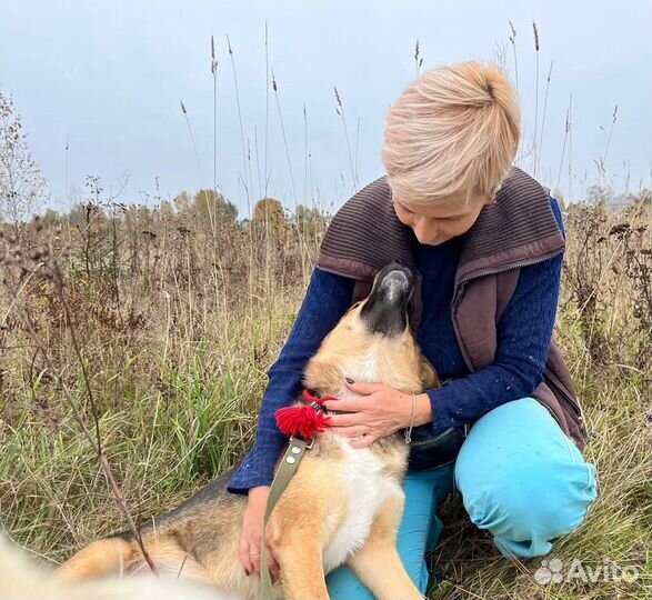 Красивенький кобелёк из приюта