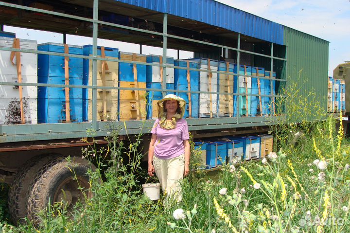 Продаю пасеку
