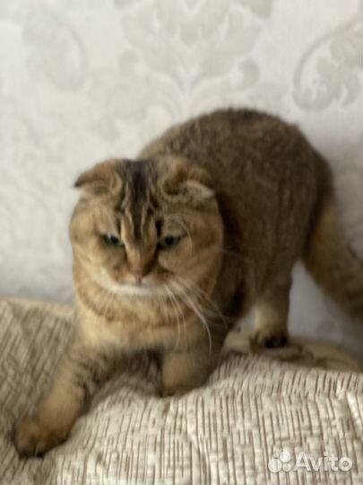 Шотладская шиншила. Вязка