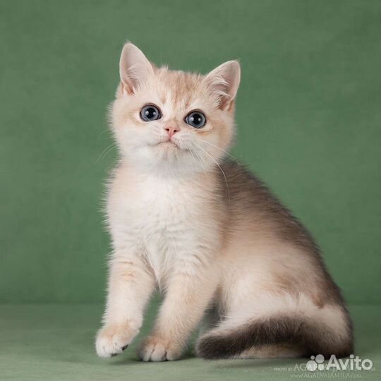 Мальчик голубое золото Rolls-Royce