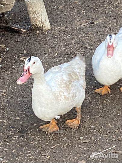 Утята муларды