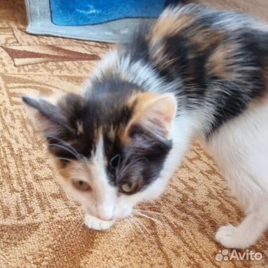 Трехцветная кошечка