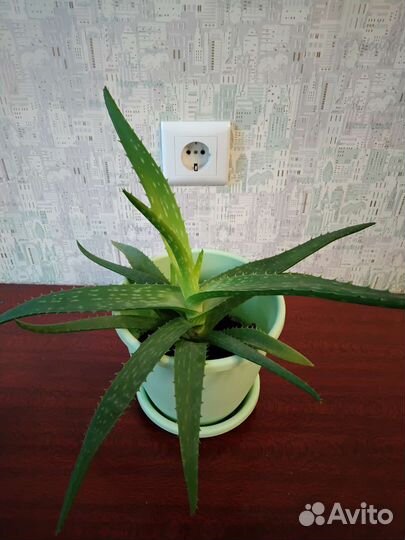 Алоэ вера лечебное