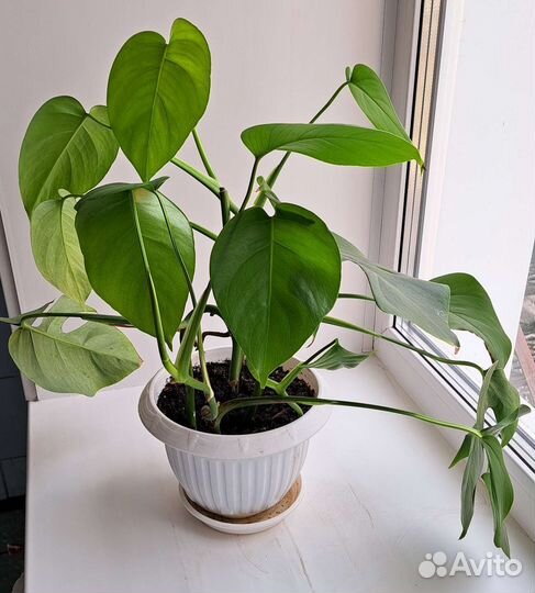 Монстера обычная