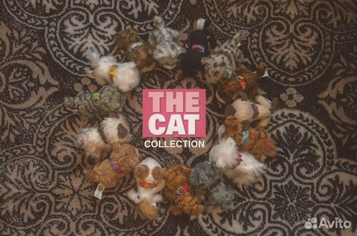 Котята от The Cat Collection