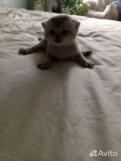 Британские котята