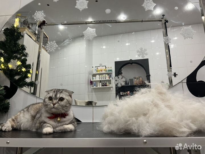 Груминг кошек