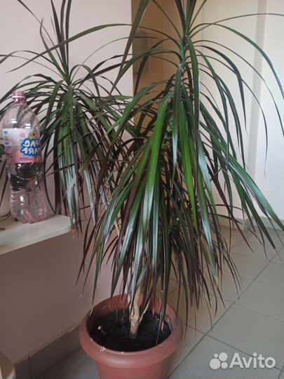 Алоэ и другие цветы