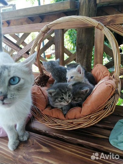Котята в добрые руки 1 месяц