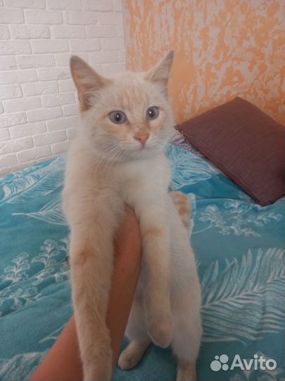 Кошечка в добрые руки