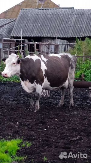 Корова высокоудойная
