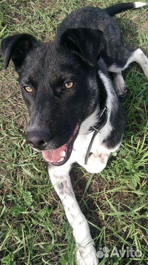 Молодому пёсику Жулю из Донецка ищем любящую семью