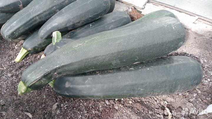 Продаю кабачки, цукини, патиссоны домашние