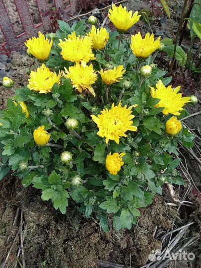 Хризантемы мультифлора