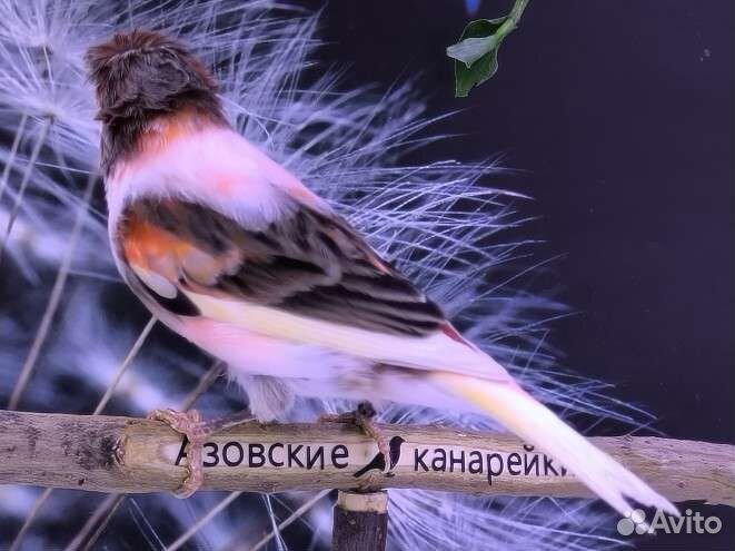 Португальский арлекин