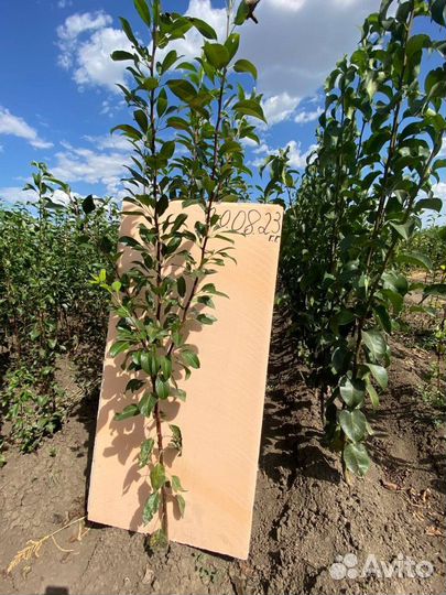 Саженцы груши оптом ва-29 (Айва)