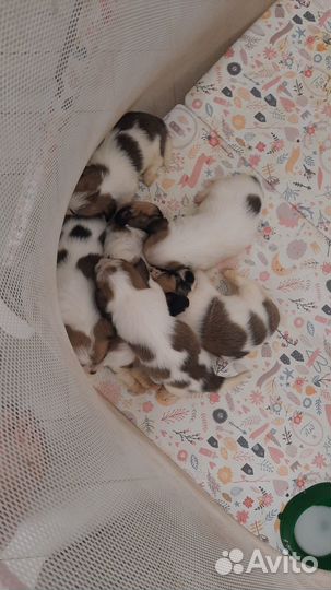 Отдам щенков в добрые руки