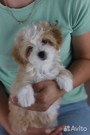 Мальтипу девочка с документами привита полностью