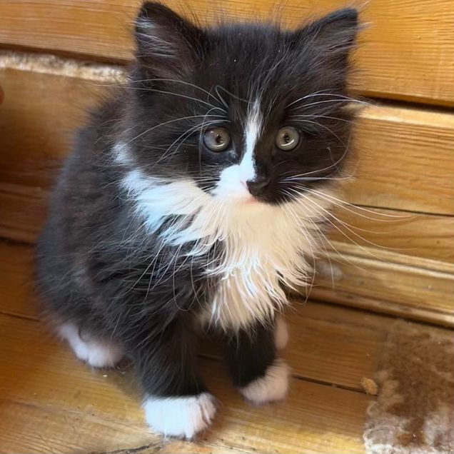 Сибирский котёнок