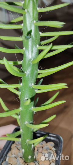 Аустроцилиндропунция суккулент (кактус)