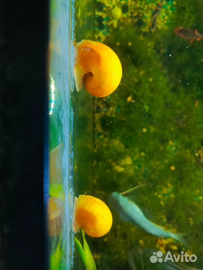 Улитки аквариумные ампулярии