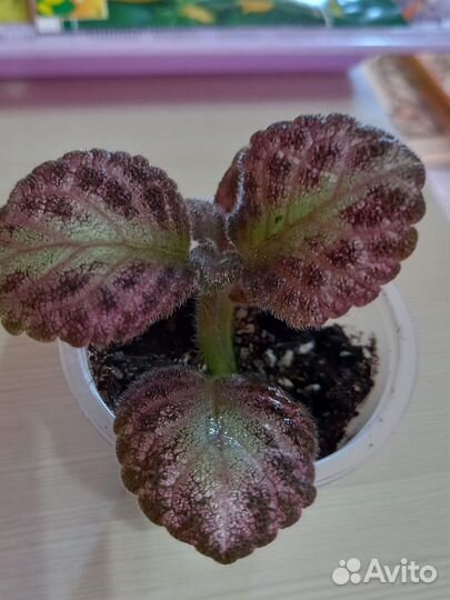 Комнатные цветы