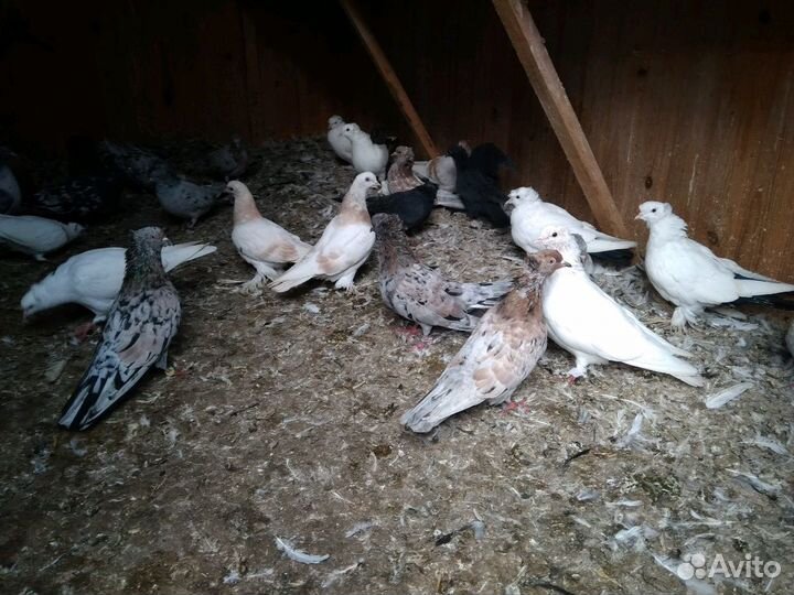 Голуби разные