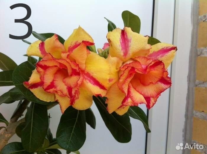 Аденимы-экзотические растения