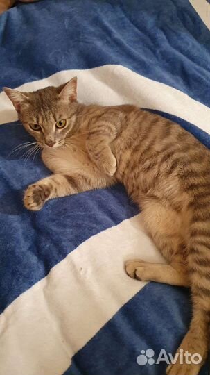 Молоденький котик в дар