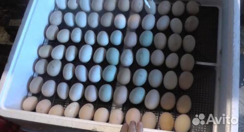 Инкубатор Несушка би-2 м на 77 яиц