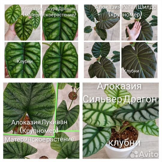 Комнатные цветы.Алоказии