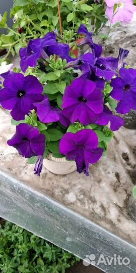 Овощная и цветочная рассада