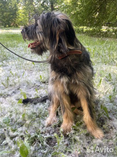 Герочка-красавица в самые лучшие руки