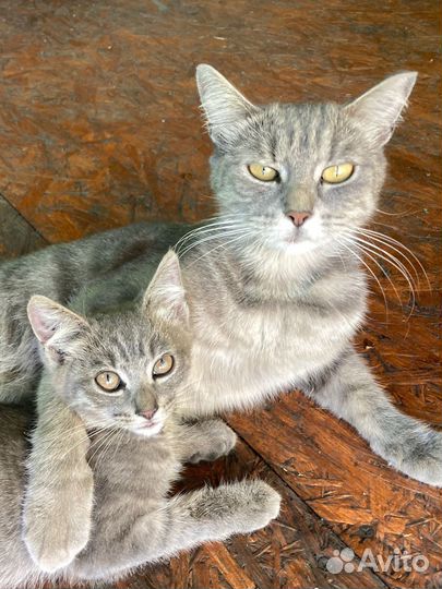 Ласковая кошка
