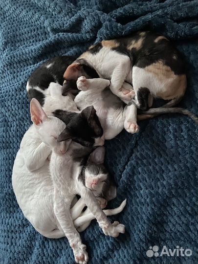 Котята корниш-рекс