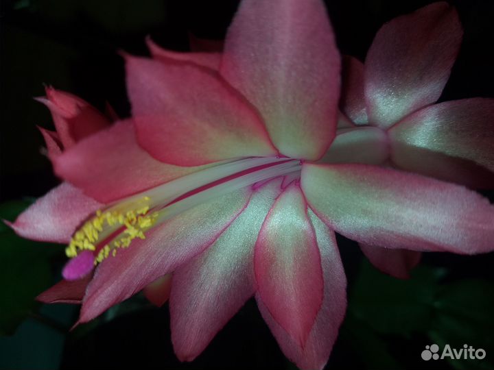 Шлюмбергера сортовая Frony