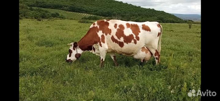 Коровы дойные