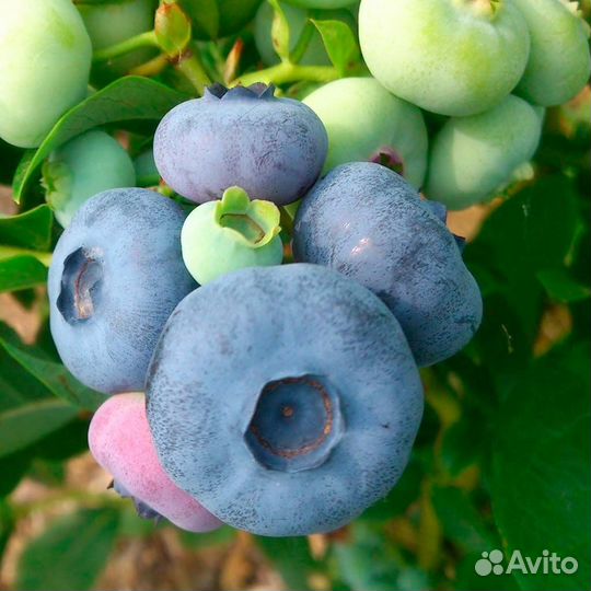 Саженцы голубики 