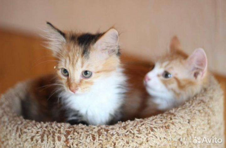 Трехцветочка и рыжий котенок в дар