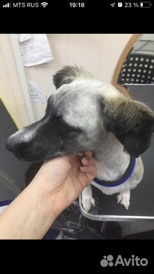 Стрижка котиков и собак на дом