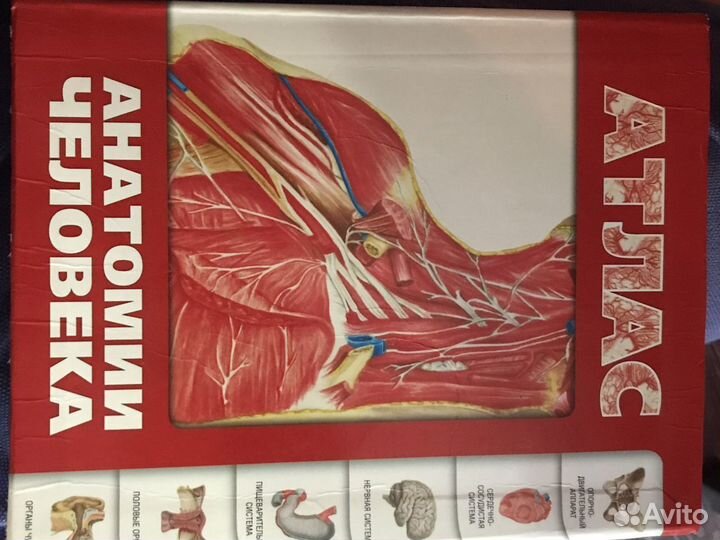 Атлас анотомии человека