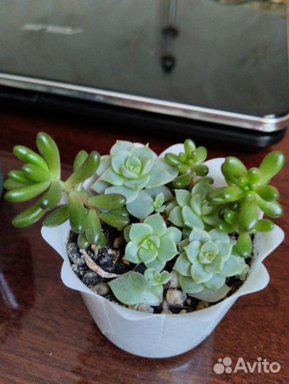 Комнатные цветы