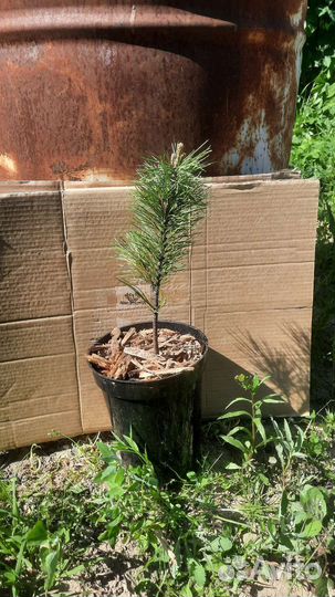 Саженцы сибирского кедра