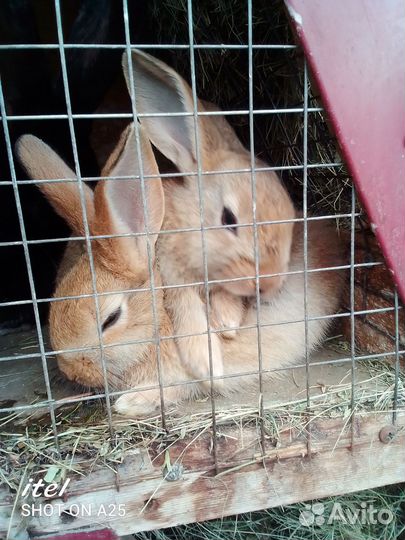 Кролики мясных пород