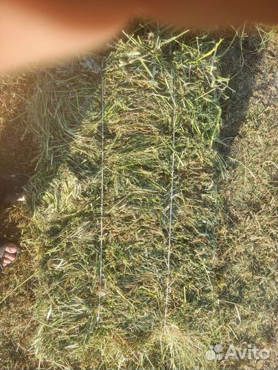 Люцерна сено