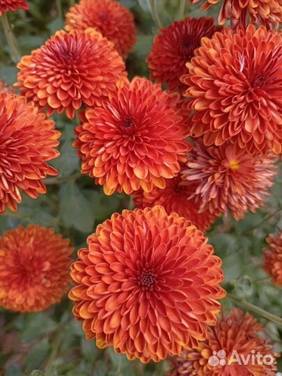 Хризантемы