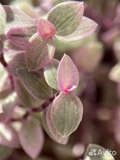 Каллизия розовая пантера