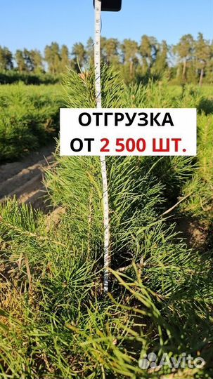 Сеянцы ели европейской окс от производителя