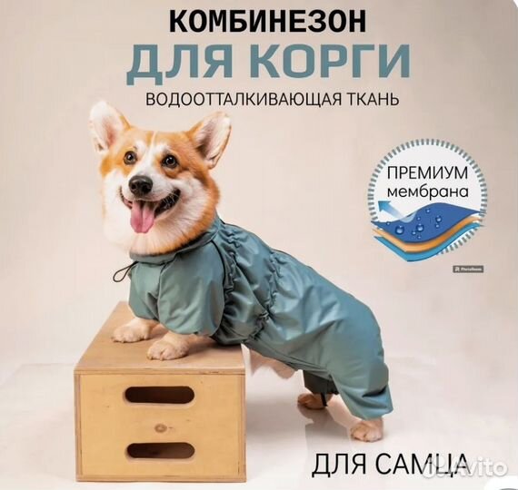 Комбинезон для корги или таксы мальчика 45 размер